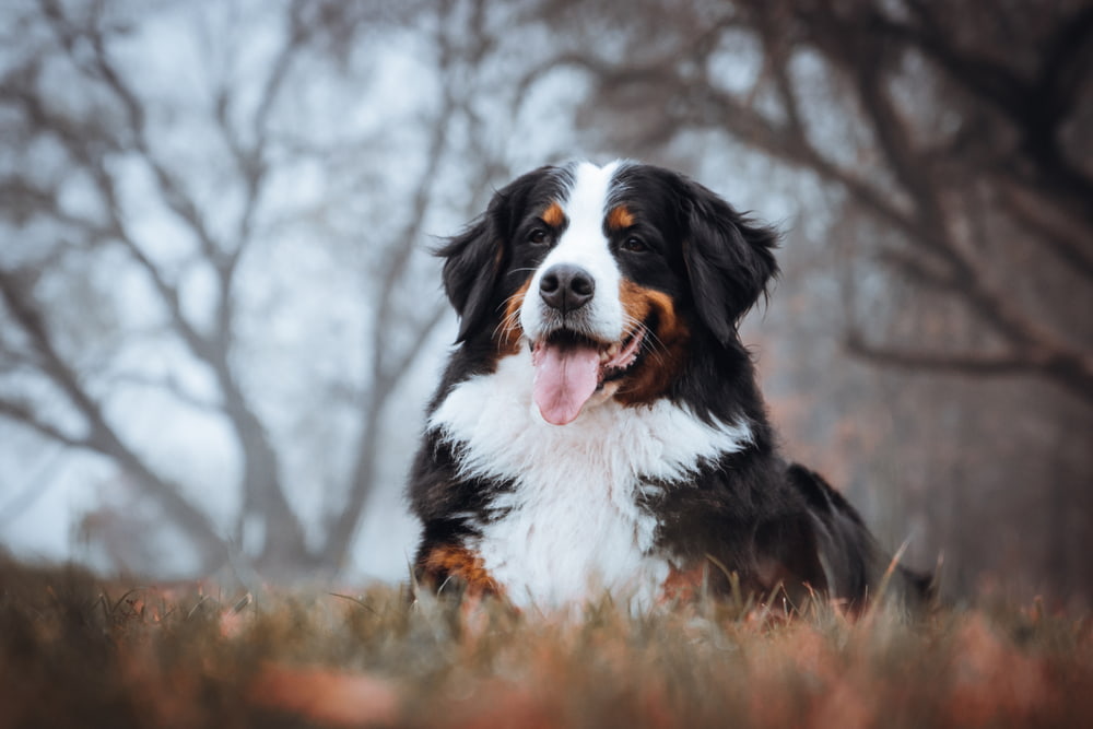 Bernese Mountain Dog in the woods in fall