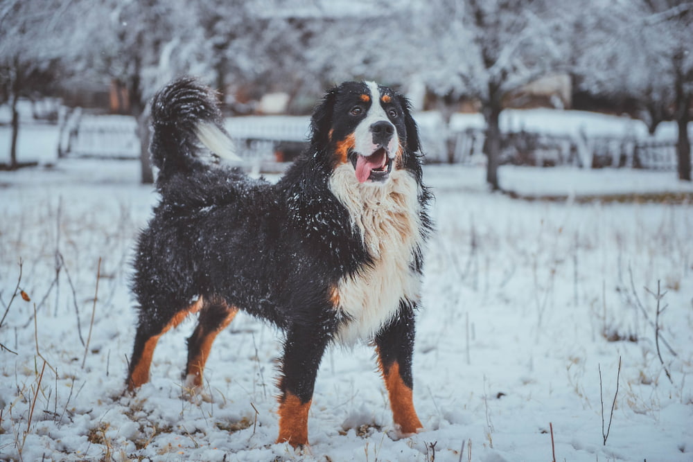 Winter photo of Bernese Mountain Dog