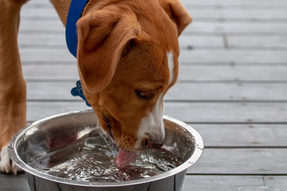 Dog drinking water