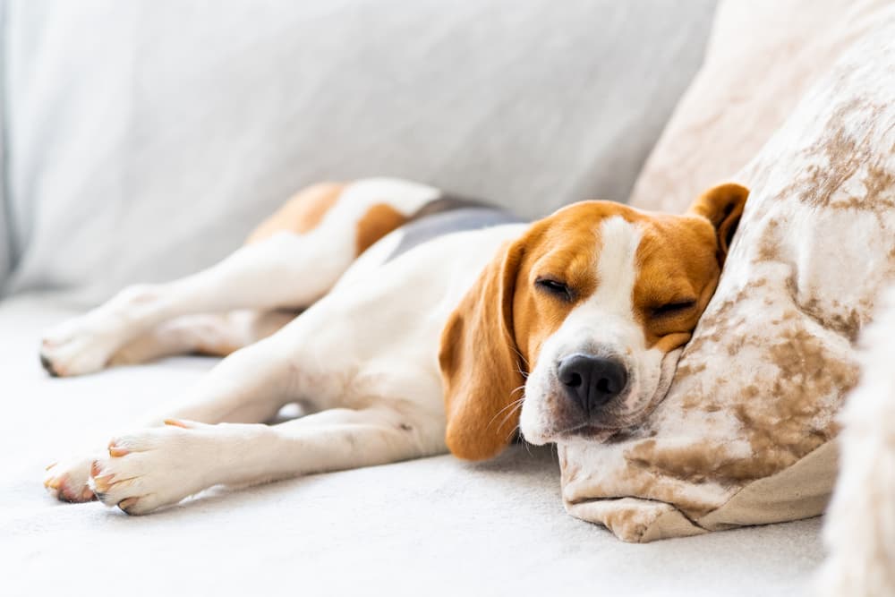 Dog Constipation: Causes and How to Help