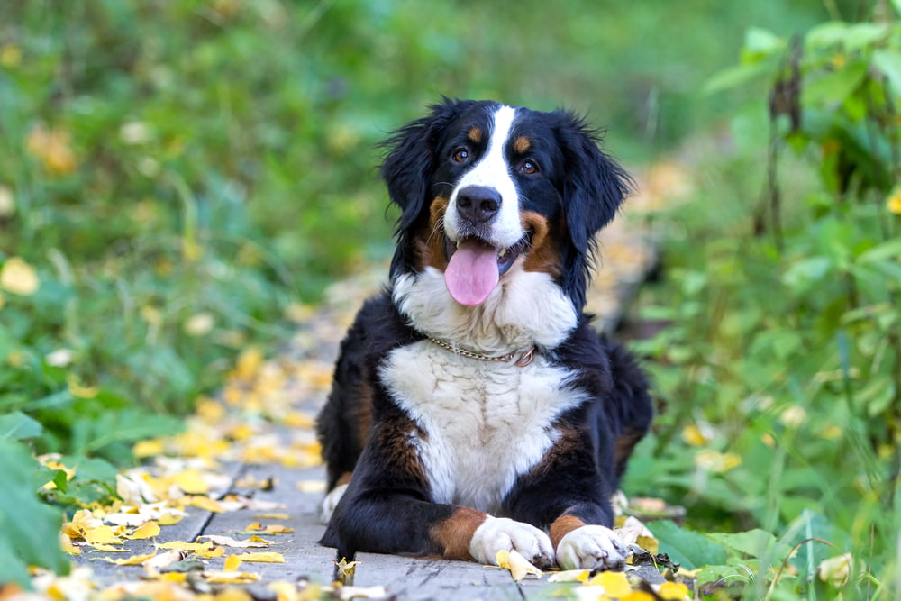Happy Bernese Mountain Dog smiling at camera