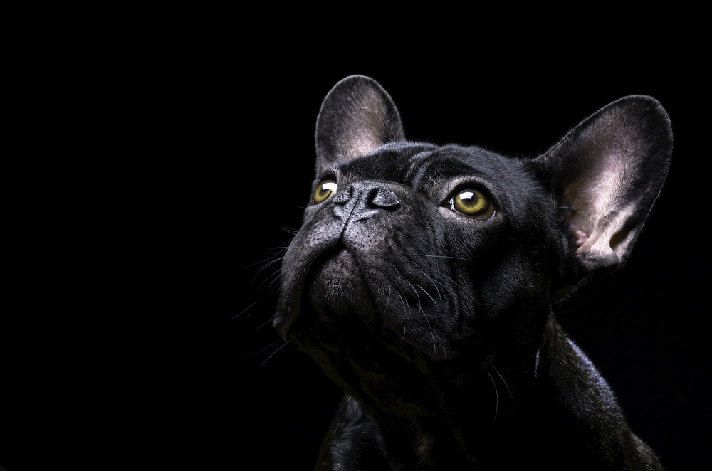 Portrait of black French Bulldog