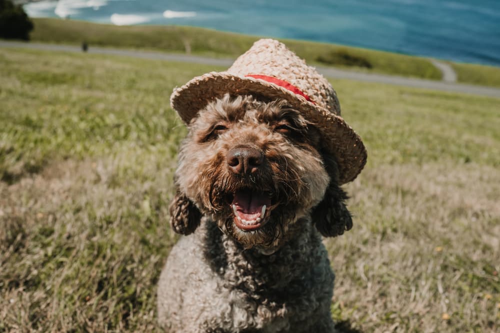 120+ Spanish Dog Names That Are Straight Fuego