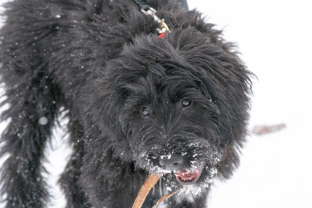 Bernedoodle dog playing in snow