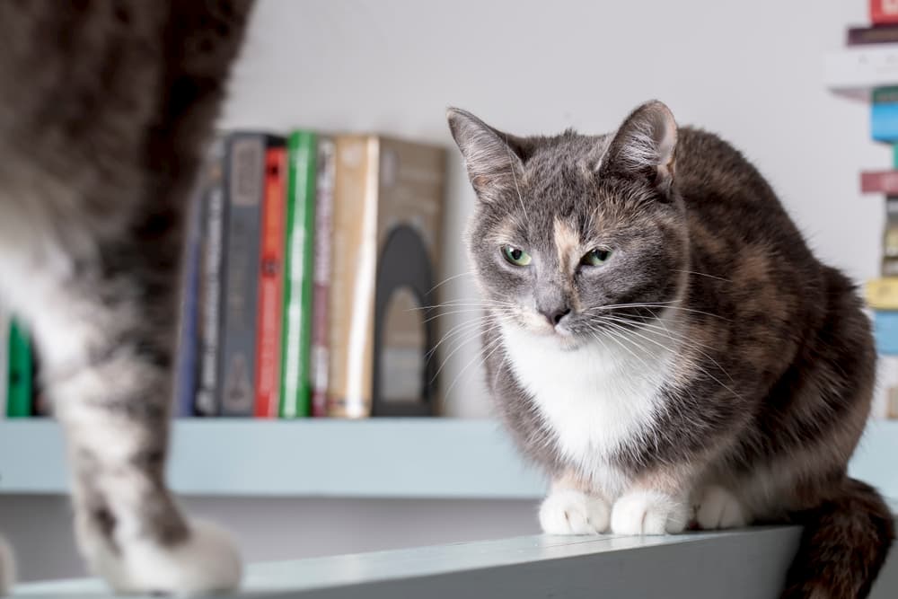 Cat greeting other cat at home