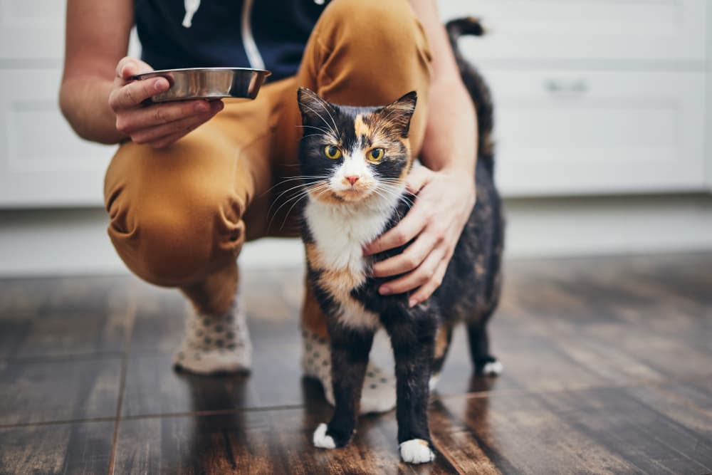 Does Your Cat Love You? 11 Ways to Tell
