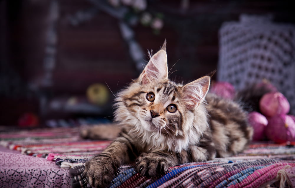 Cute Maine Coon kitten
