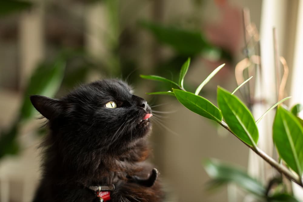 Cat eating a house plant
