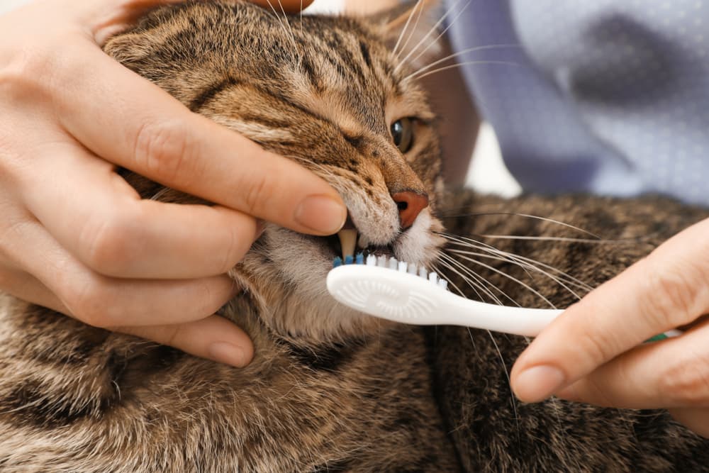 Woman brushing cat's teeth