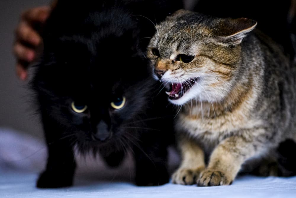 Cat hissing at other cat