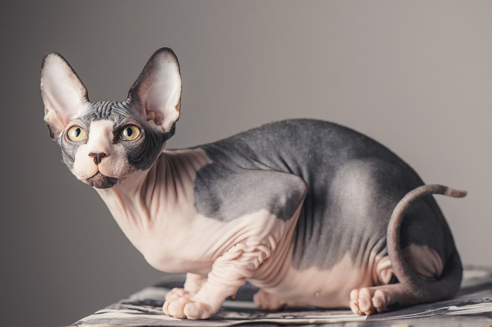 Sphynx cat on table