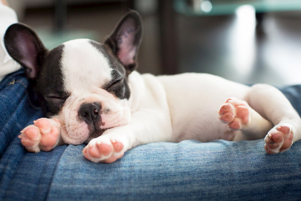 French bulldog puppy sleeping