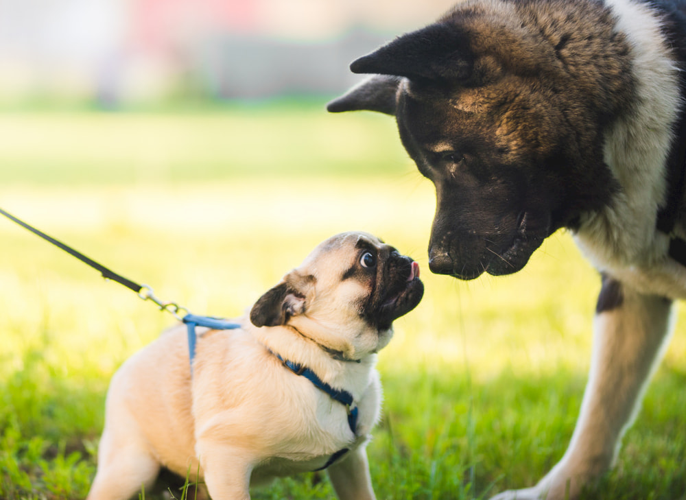 Pug puppy meeting large dog