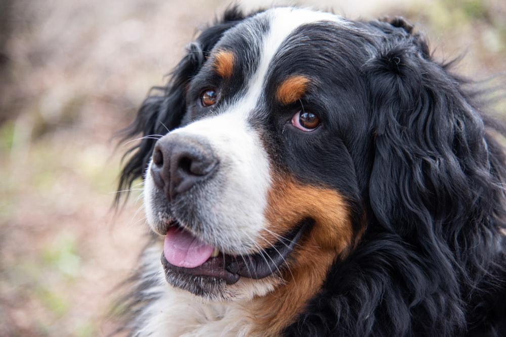 Cute Bernese Mountain Dog smiling