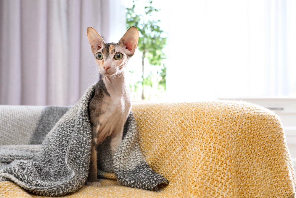 Sphynx-cat-under-blanket