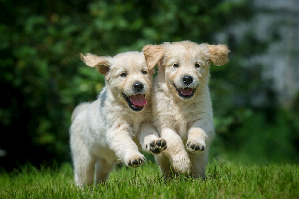 Golden Retriever puppies running