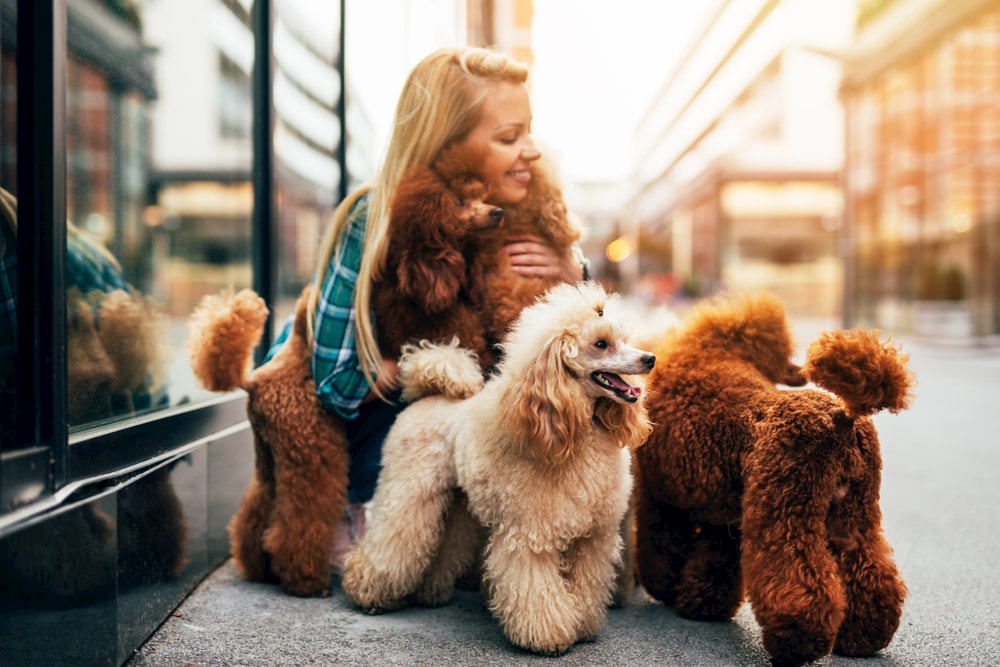 Woman petting Poodles on walk