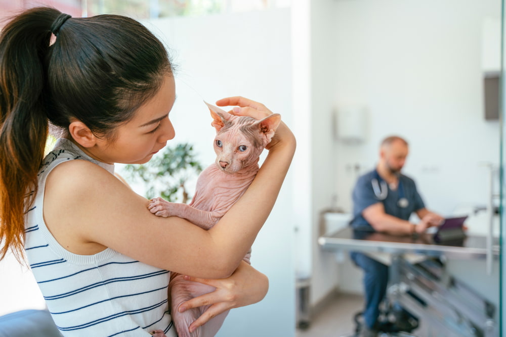 Woman with Sphynx cat at vet