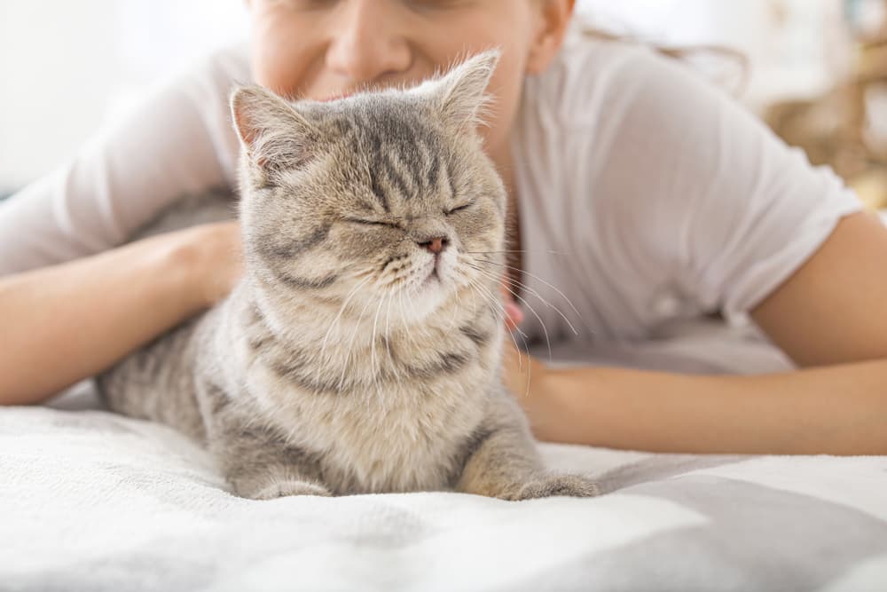 cat cuddling with pet parent