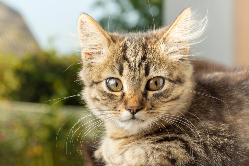 Fearful cat looking out the window