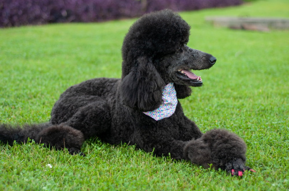 Black Standard Poodle outside