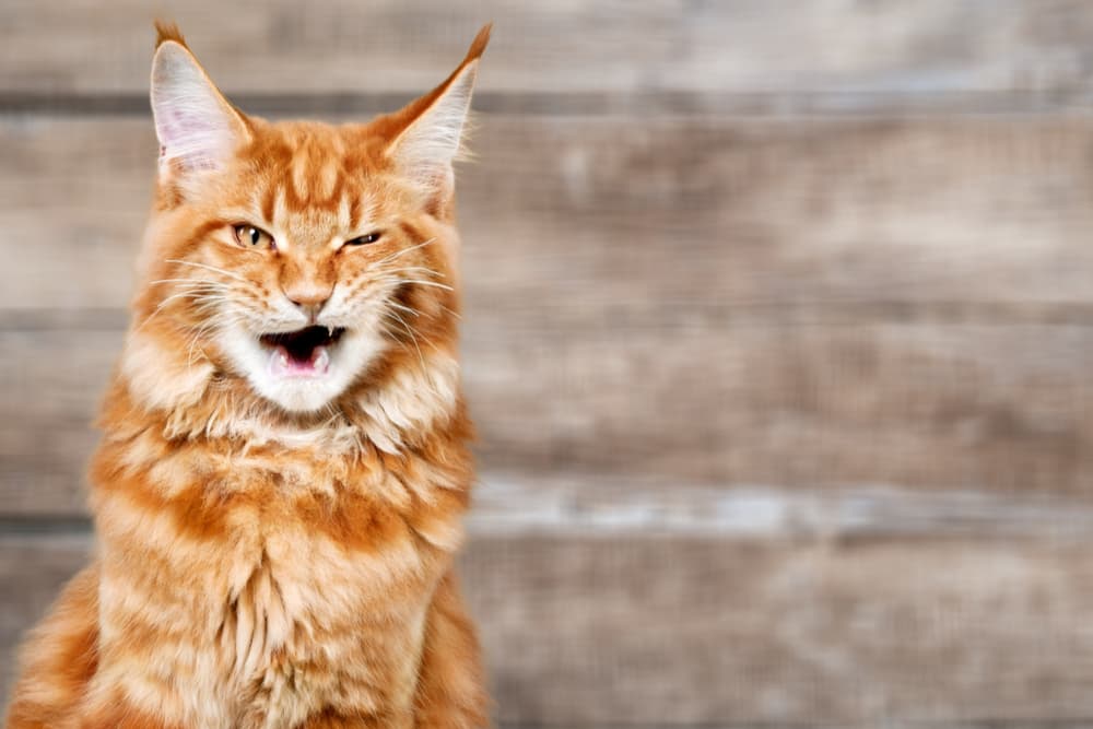 Close up of cat coughing