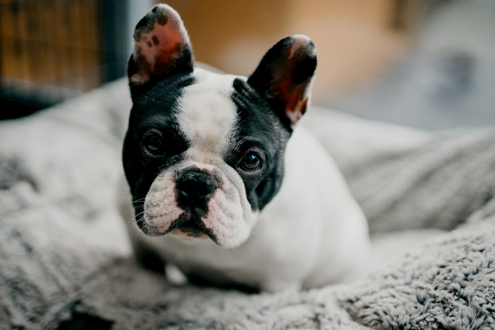 Black and white French Bulldog on bed