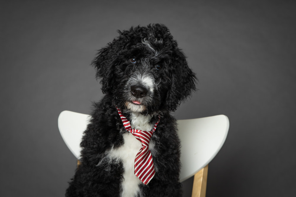 Picture of Bernedoodles wearing a tie