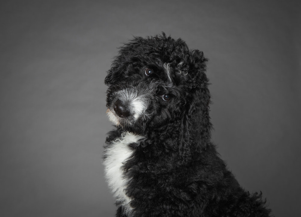 Black and white Bernedoodle in studio