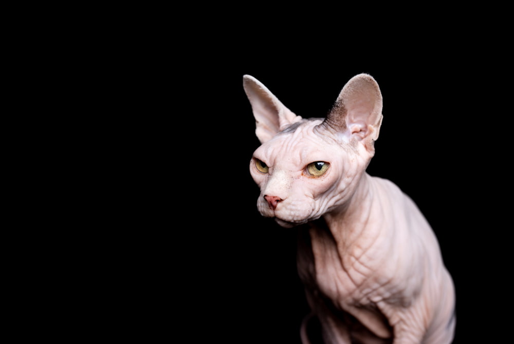 White Sphynx cat on black background