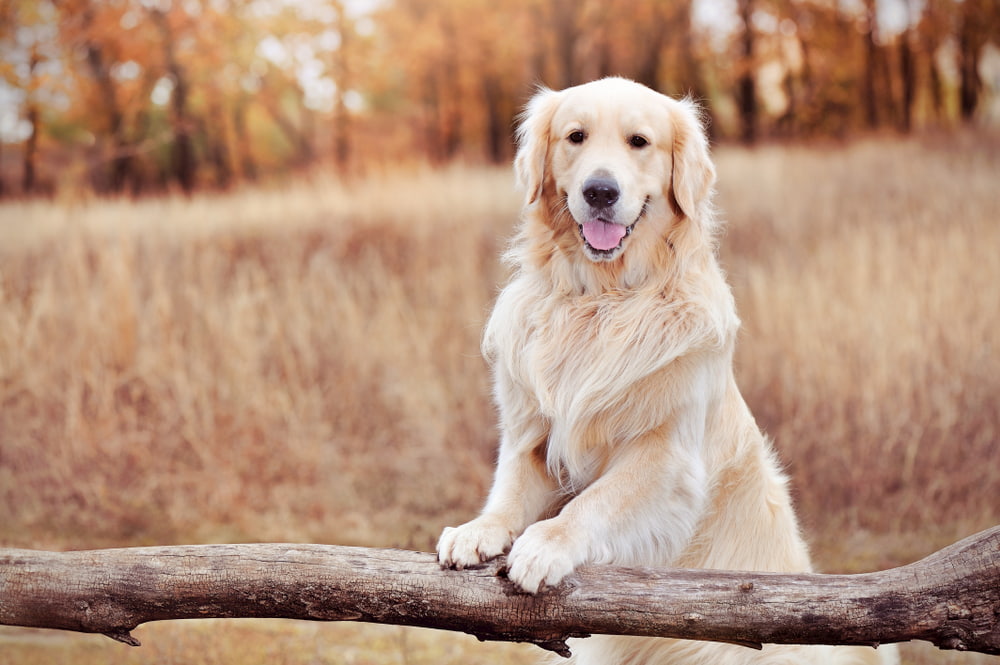 Golden Retriever outside in the fall