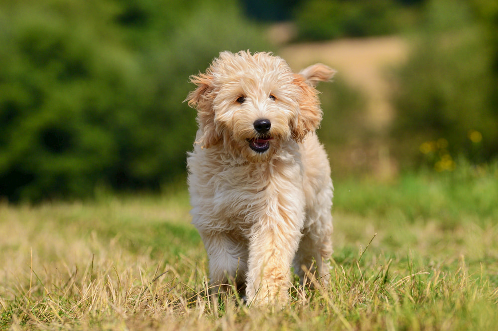 Goldendoodle dog outside