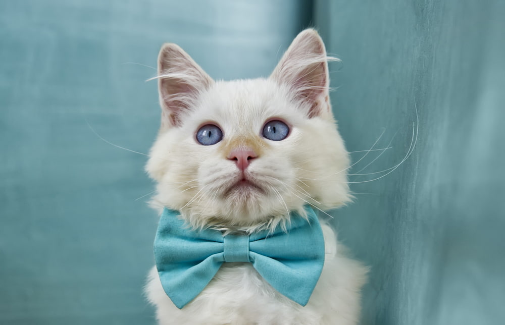 Male cat in a blue bowtie