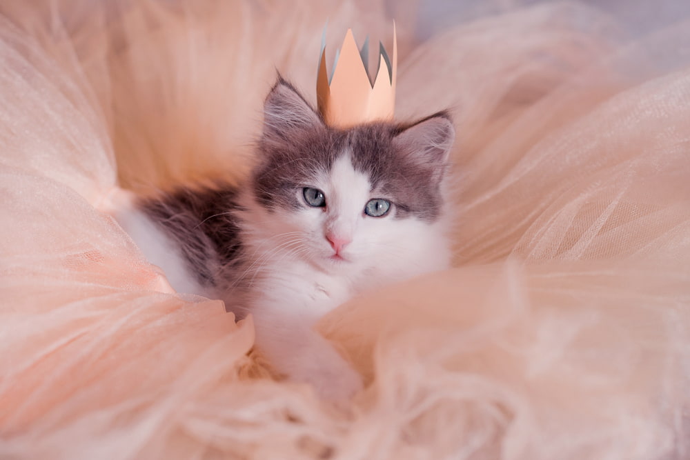 Cat dressed up like a princess