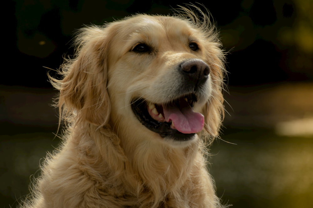 Smiling Golden Retriever