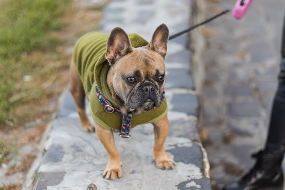 French bulldog in sweatshirt on walk