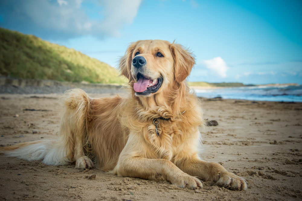 Golden Retriever dog on the beach
