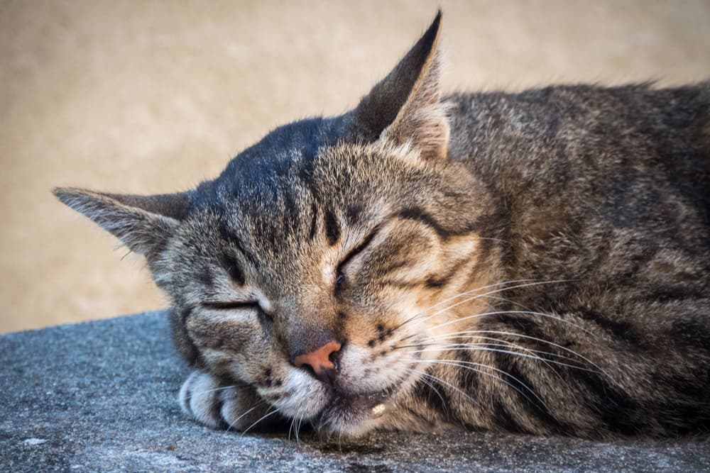 Why Do Cats Drool? Common Causes, Explained.