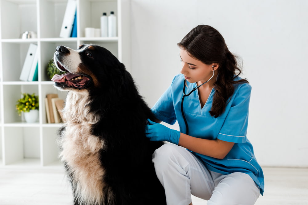Bernese Mountain Dog at the veterinarian