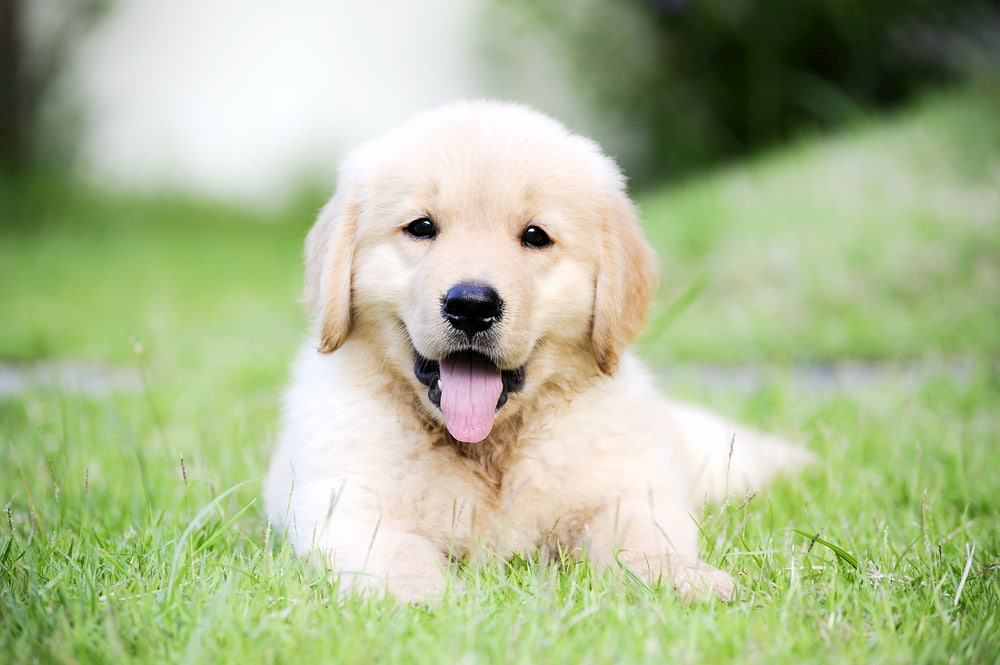 Cute Golden Retriever personality