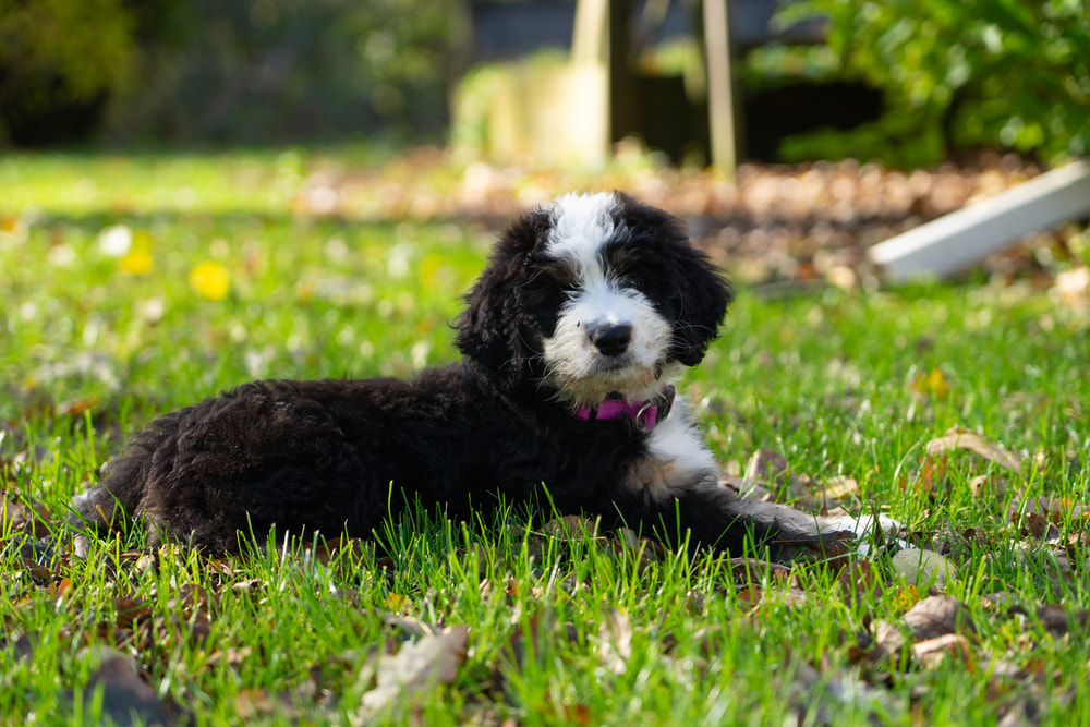 Bernedoode puppy outside