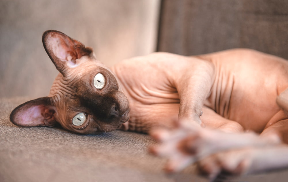 Playful Sphynx cat lying down