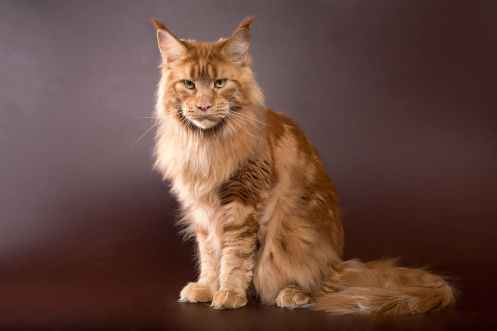 Orange Maine Coon cat