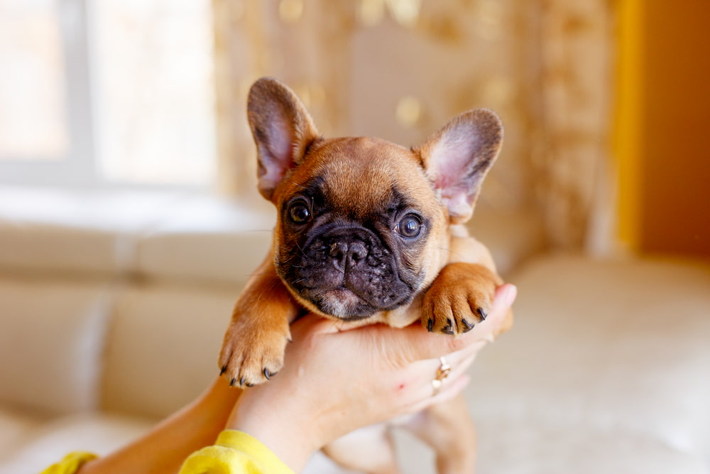 Woman holding French Bulldog puppy