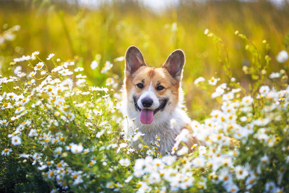 Chamomile for Dogs: Benefits and Uses