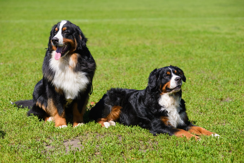 Two Bernese Mountain Dogs outside in summer