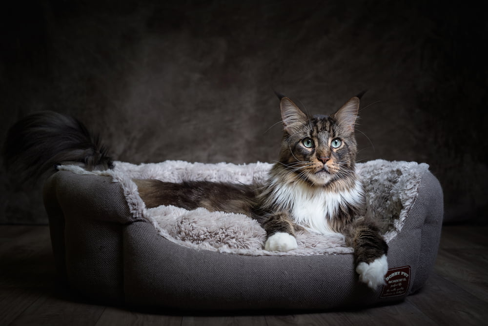 Maine Coon cat lying in cat bed