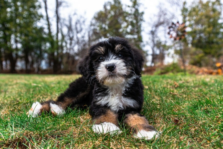 Bernedoodles puppy playing in the yard