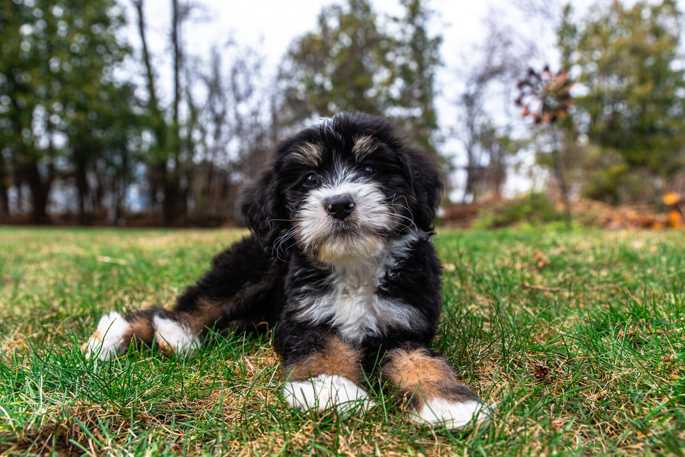Bernedoodle