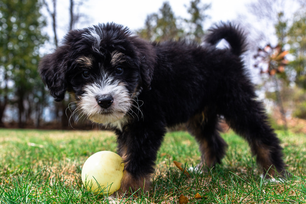 Bernedoodle puppy playing with ball
